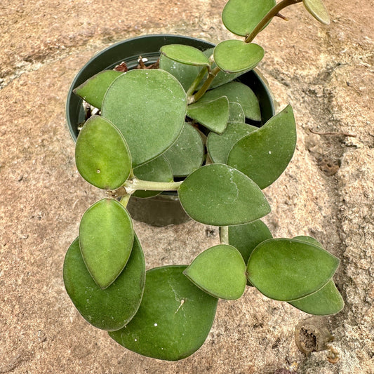 Hoya nummularioides - Rainforest Flora