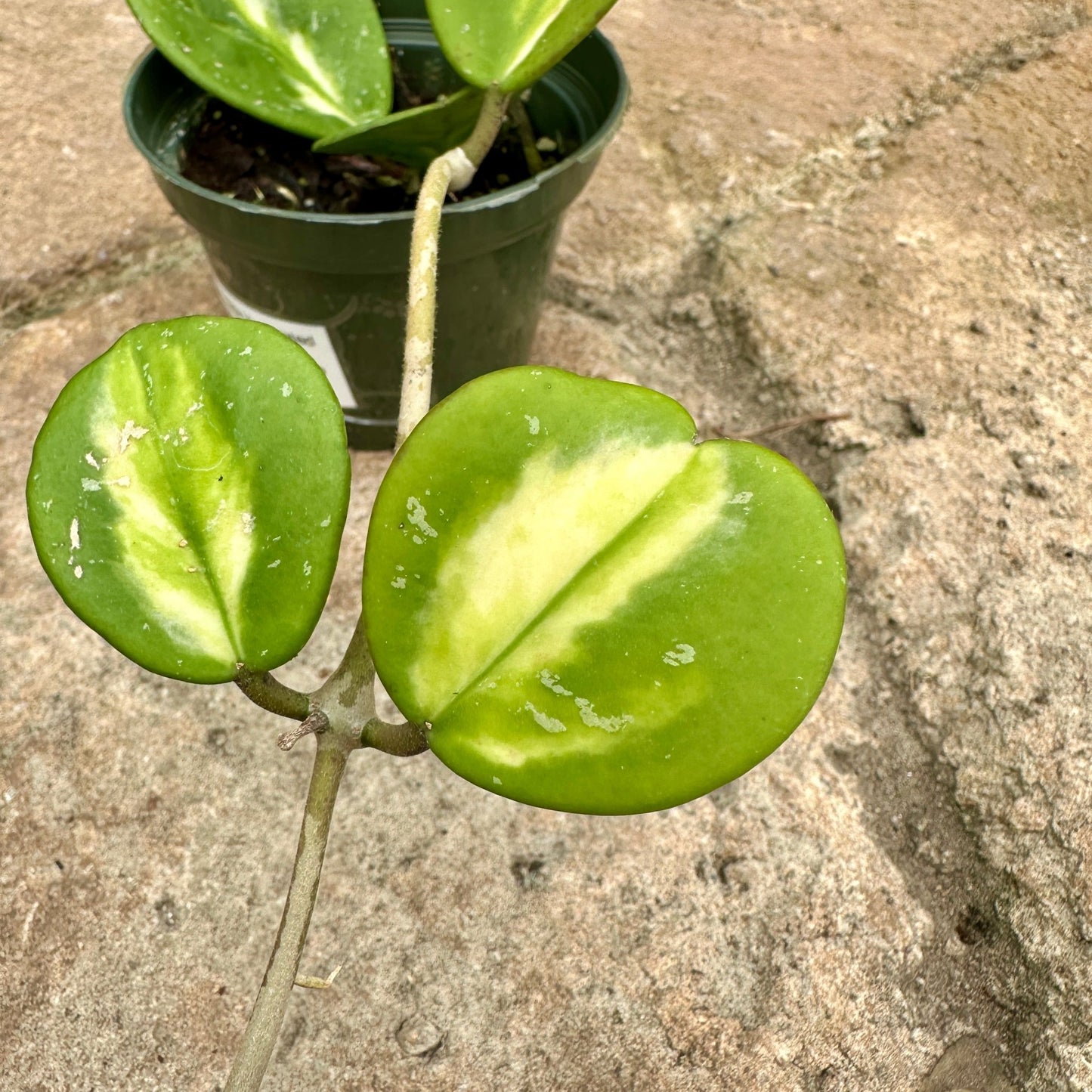 Hoya obovata Variegated - Rainforest Flora