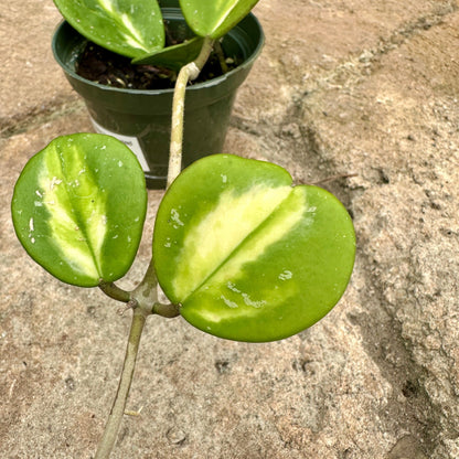 Hoya obovata Variegated - Rainforest Flora