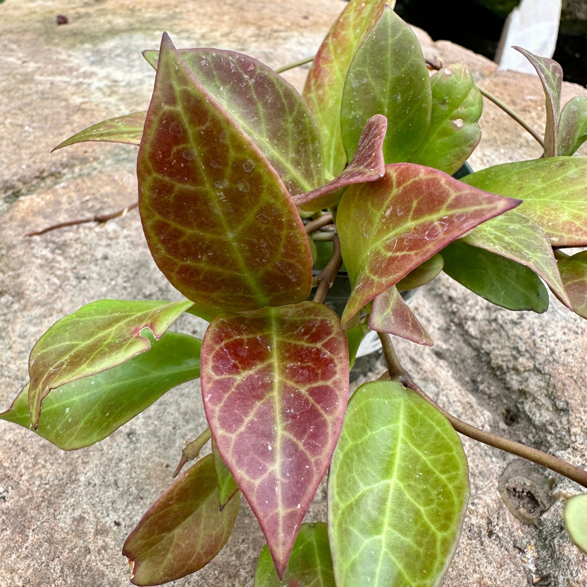Hoya ‘Sunrise’ - Rainforest Flora