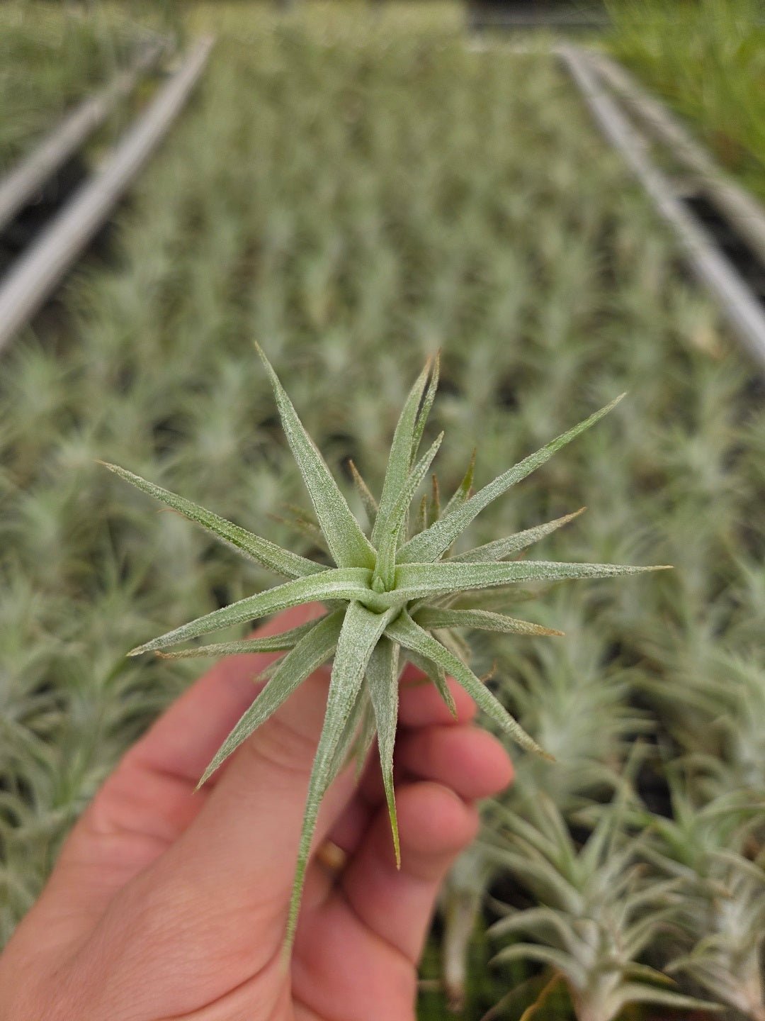 ionantha v. vanhyningii - Rainforest Flora