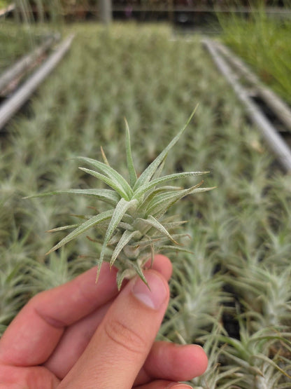 ionantha v. vanhyningii - Rainforest Flora