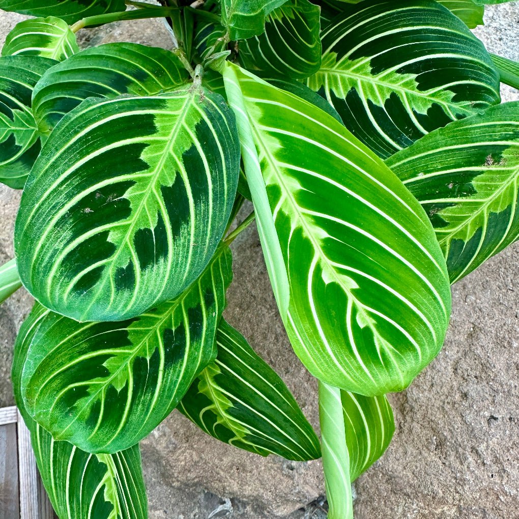 Maranta leuconeura ‘Lemon Lime’ - Rainforest Flora