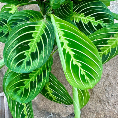 Maranta leuconeura ‘Lemon Lime’ - Rainforest Flora
