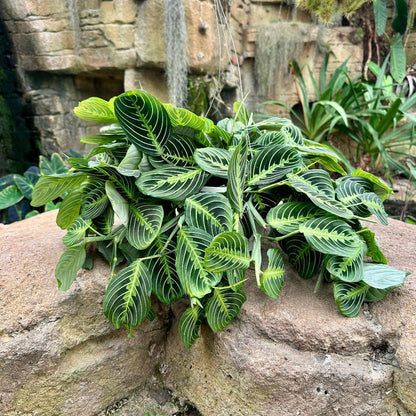 Maranta leuconeura ‘Lemon Lime’ - Rainforest Flora