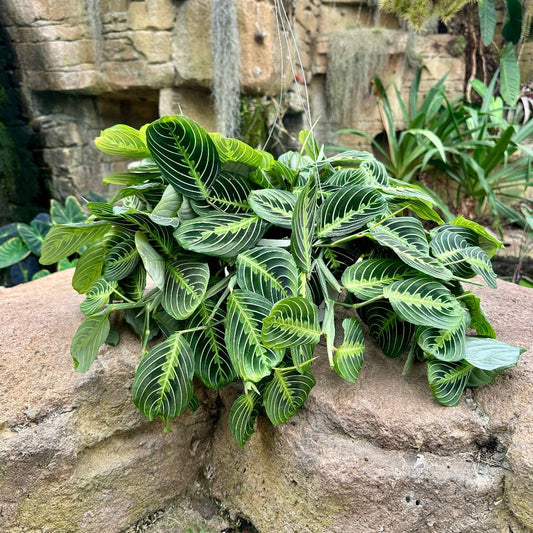 Maranta leuconeura ‘Lemon Lime’ - Rainforest Flora