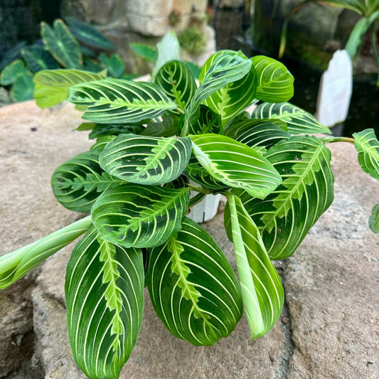 Maranta leuconeura ‘Lemon Lime’ - Rainforest Flora