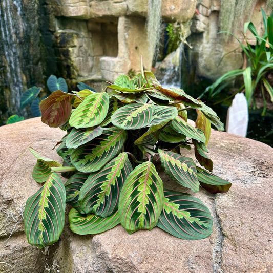 Maranta leuconeura ‘Red’ - Rainforest Flora