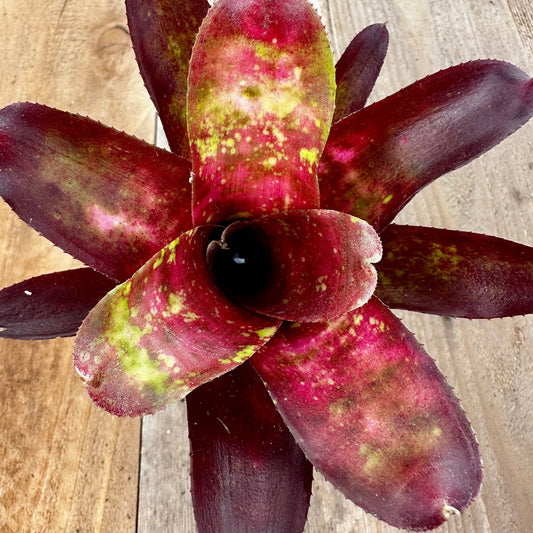 Mini Neoregelia 'Alpine Rose' (N. 'Meyendorffii' x N. chlorosticta 'Marble Throat') - Rainforest Flora