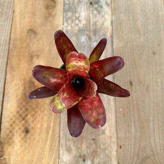 Mini Neoregelia 'Alpine Rose' (N. 'Meyendorffii' x N. chlorosticta 'Marble Throat') - Rainforest Flora