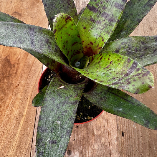 Mini Neoregelia ampullacea x zonatus - Rainforest Flora