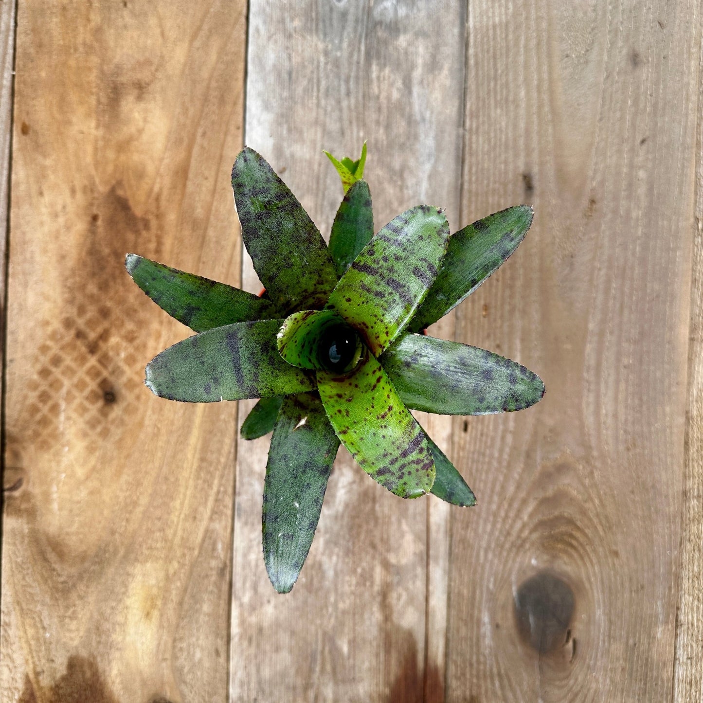 Mini Neoregelia ampullacea x zonatus - Rainforest Flora