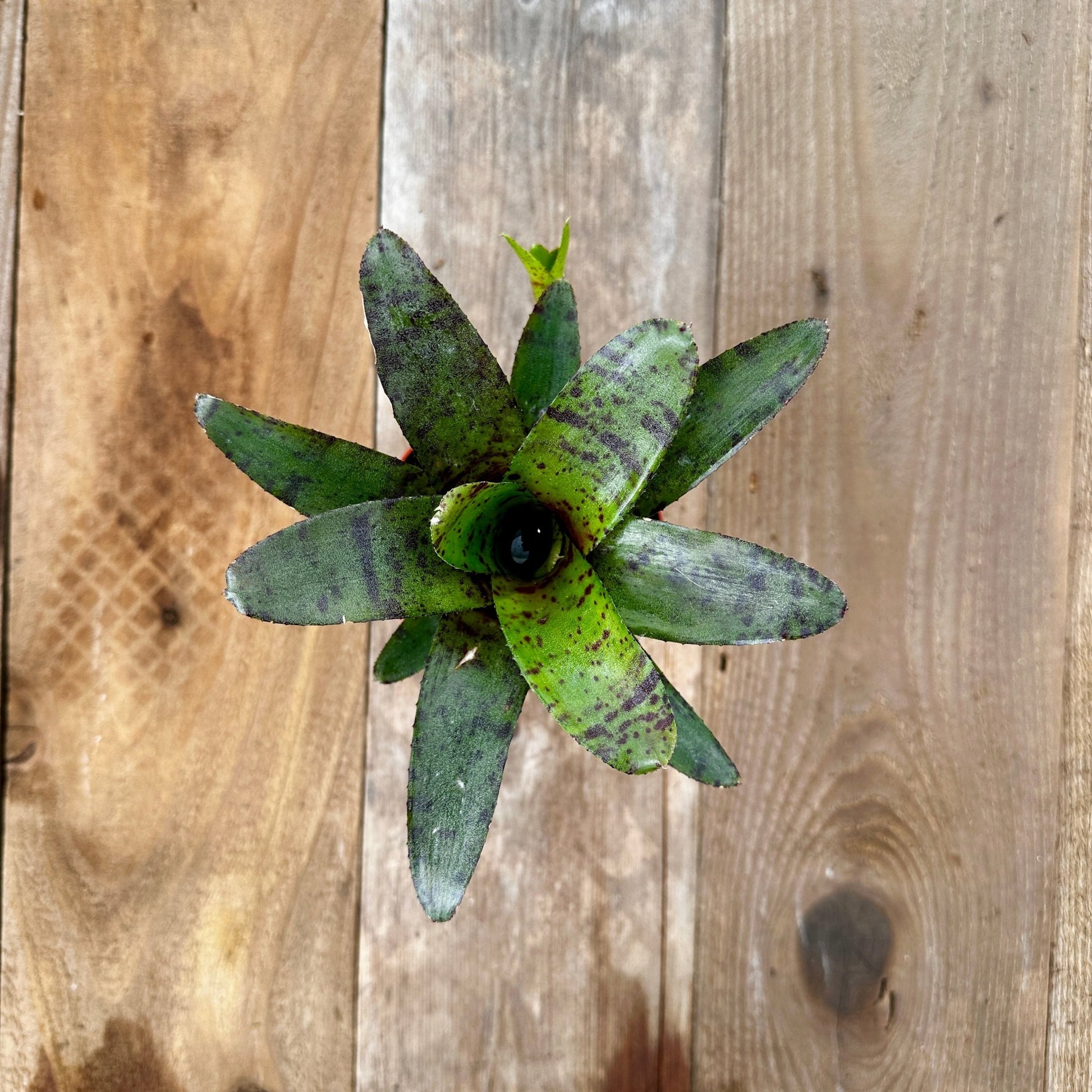 Mini Neoregelia ampullacea x zonatus - Rainforest Flora