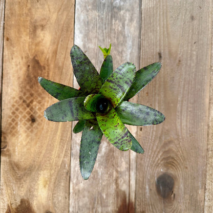 Mini Neoregelia ampullacea x zonatus - Rainforest Flora