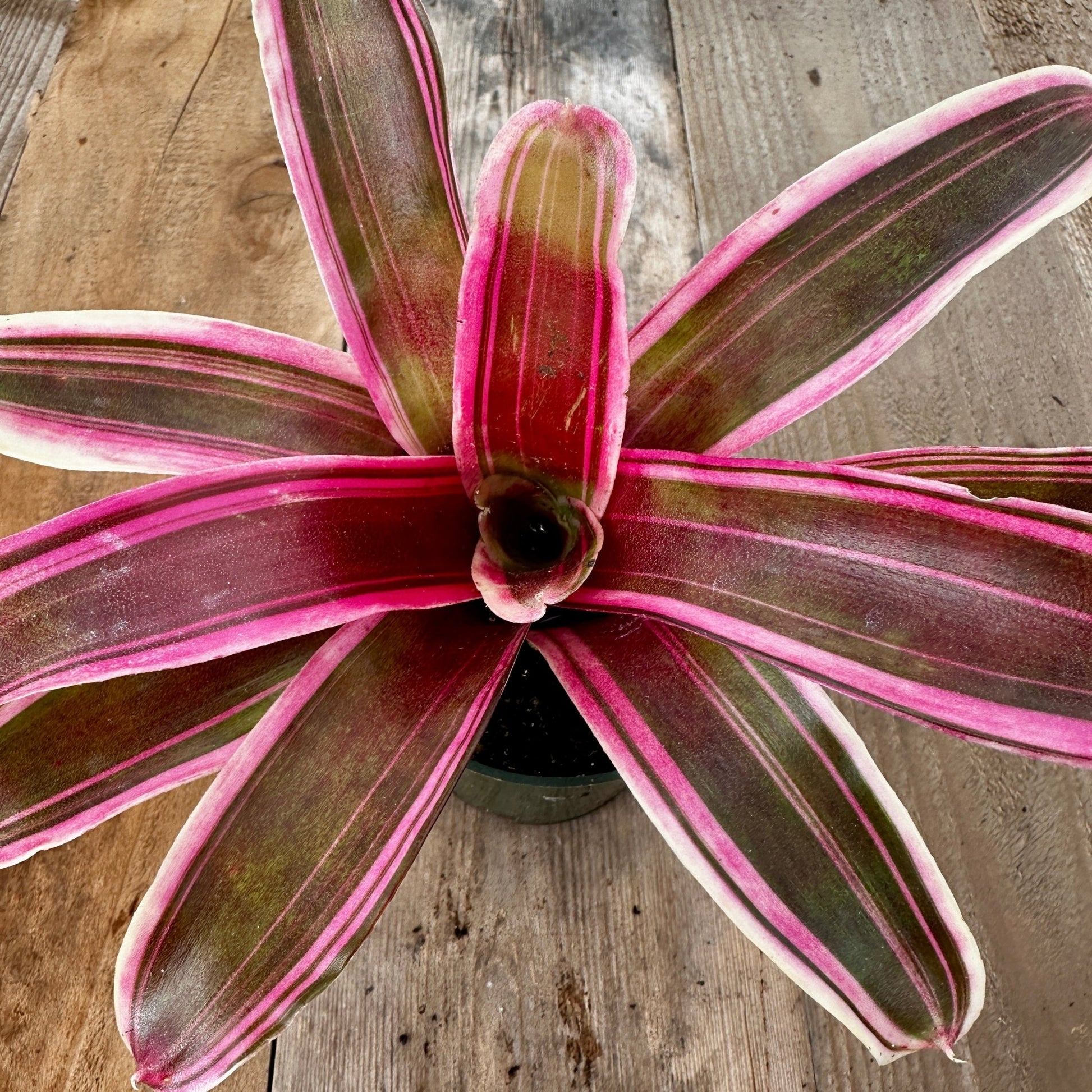 Mini Neoregelia 'Annick' (N. carolinae hybrid x N. 'Fireball') - Rainforest Flora