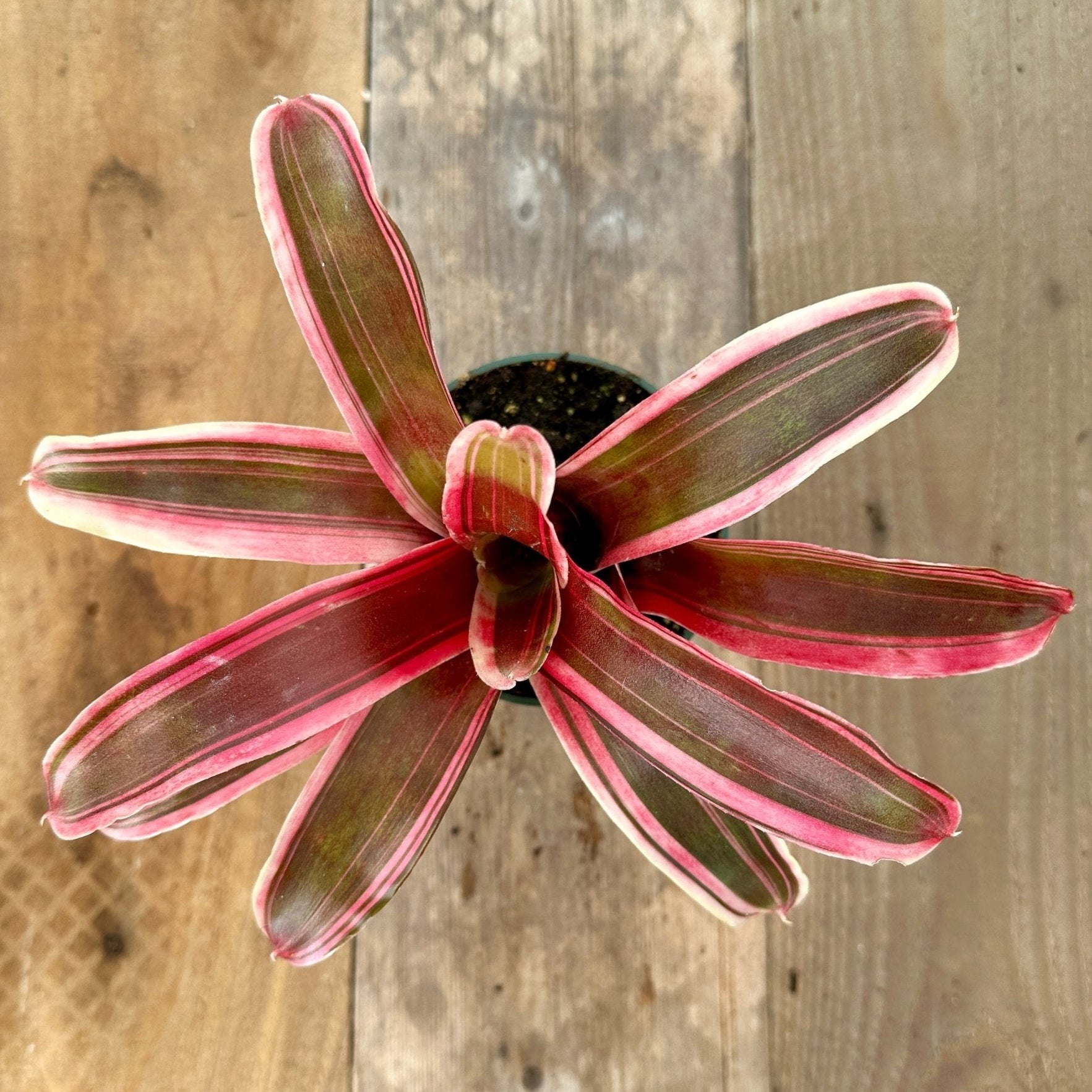 Mini Neoregelia 'Annick' (N. carolinae hybrid x N. 'Fireball