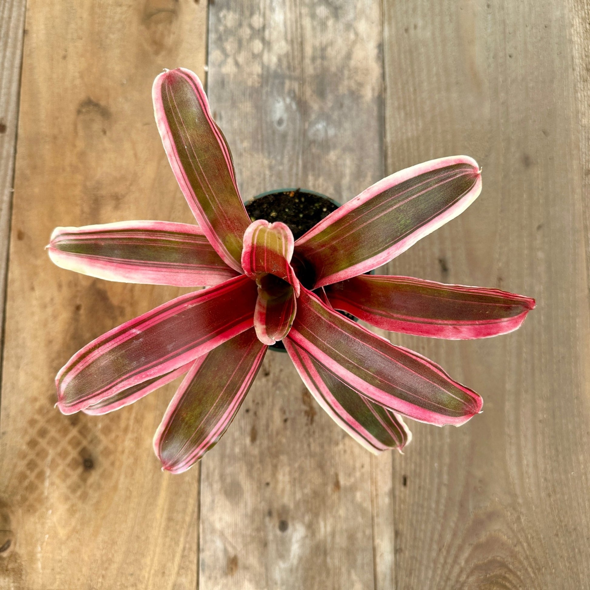 Mini Neoregelia 'Annick' (N. carolinae hybrid x N. 'Fireball') - Rainforest Flora