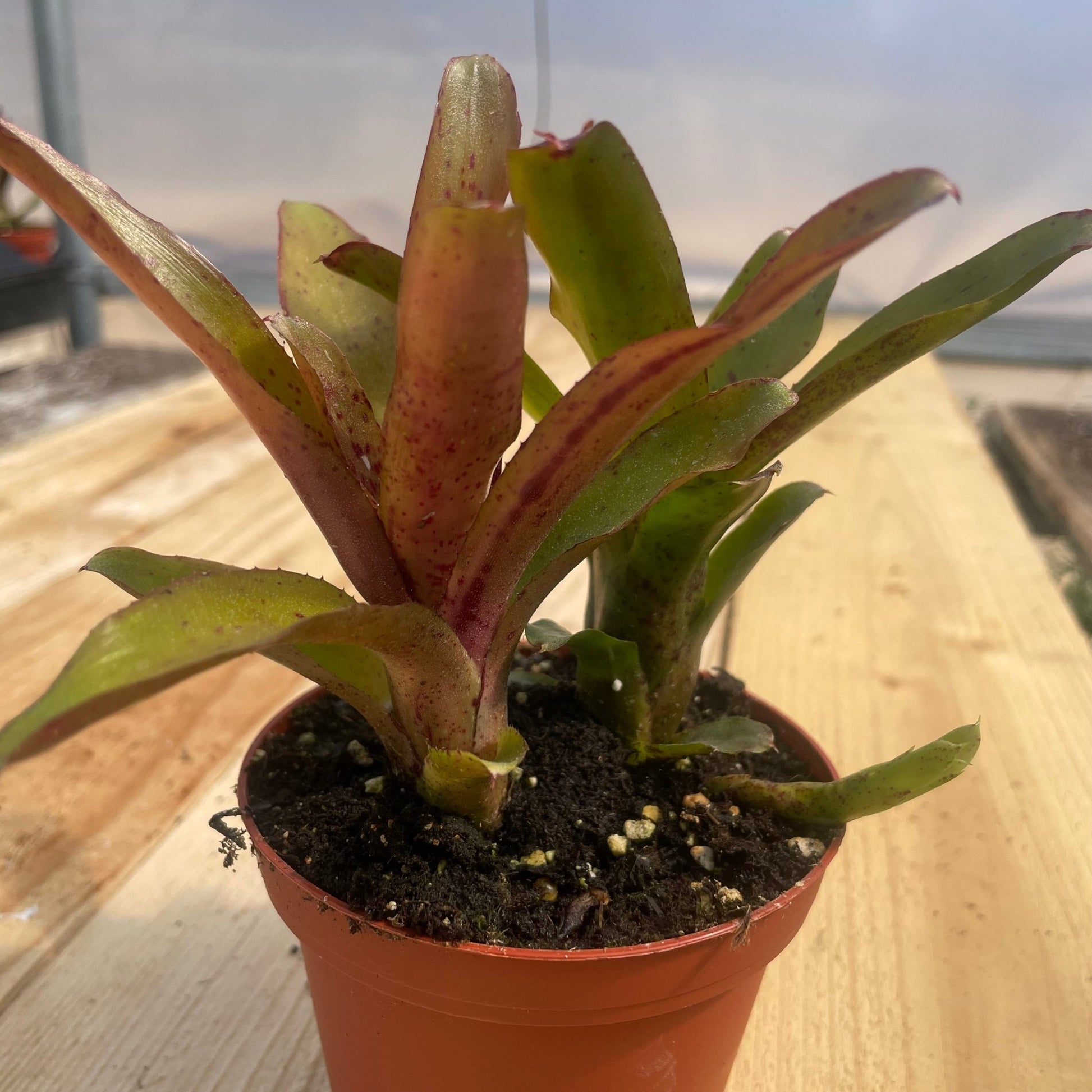 Mini Neoregelia 'Chiquita Linda' (N. lilliputiana x N. 'Fireball') - Rainforest Flora