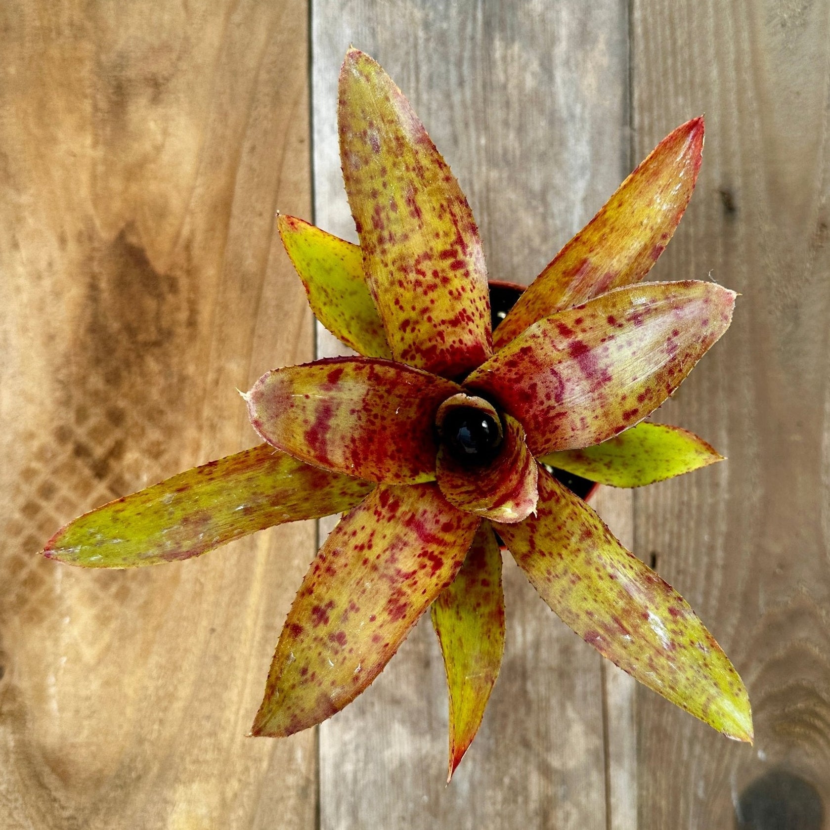Mini Neoregelia 'Cooloola Fleck' (N. 'Little Dazzler' x N. 'Flirting with Fire') - Rainforest Flora