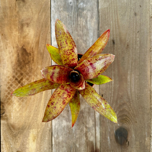 Mini Neoregelia 'Cooloola Fleck' (N. 'Little Dazzler' x N. 'Flirting with Fire') - Rainforest Flora