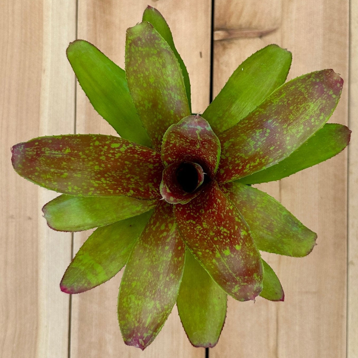 Mini Neoregelia ‘Cooloola Romance’ (N. ‘Little Dazzler’ x N. ‘Flirting with Fire’) - Rainforest Flora