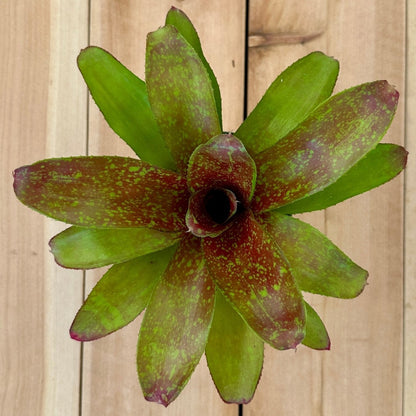 Mini Neoregelia ‘Cooloola Romance’ (N. ‘Little Dazzler’ x N. ‘Flirting with Fire’) - Rainforest Flora