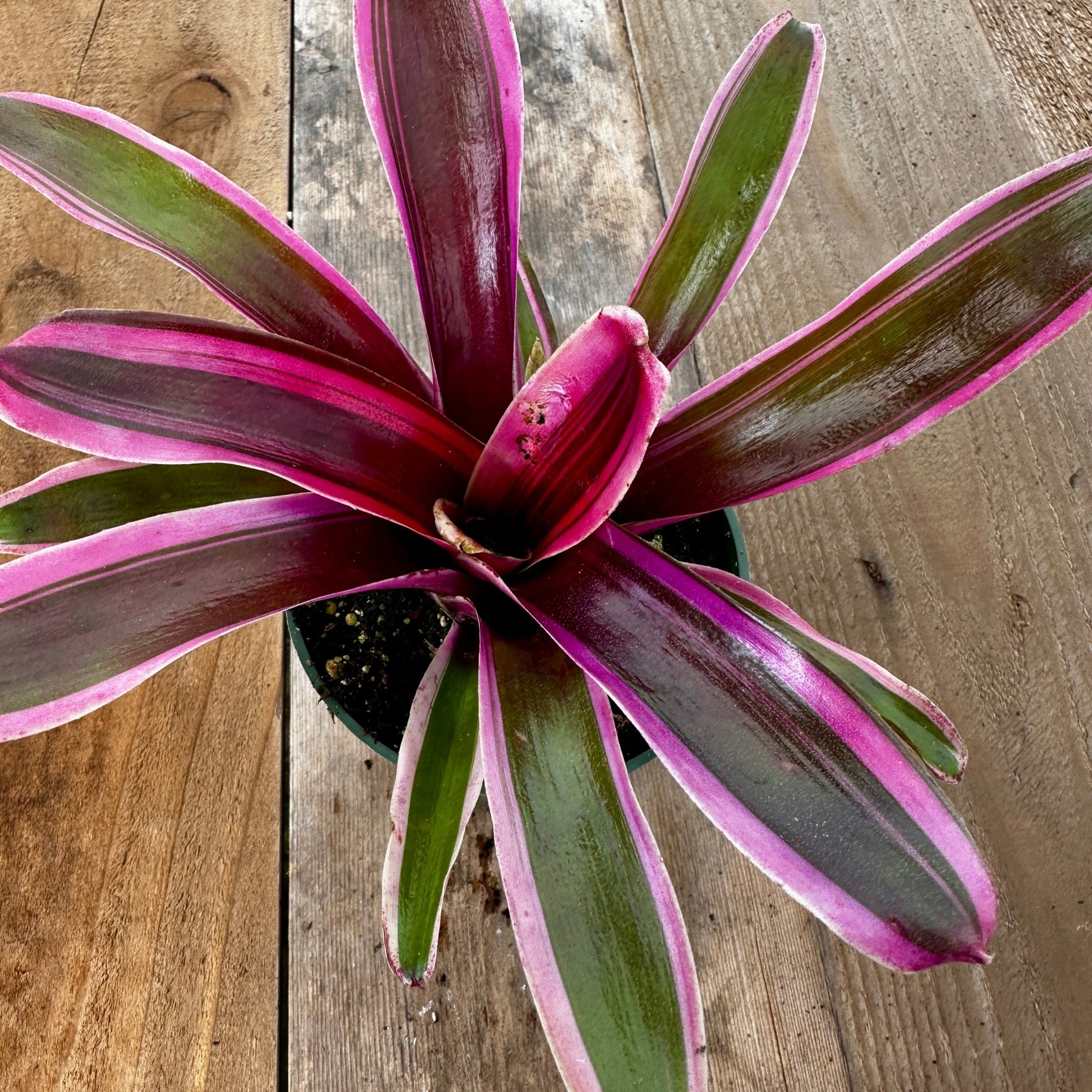 Mini Neoregelia 'Donger' - Rainforest Flora