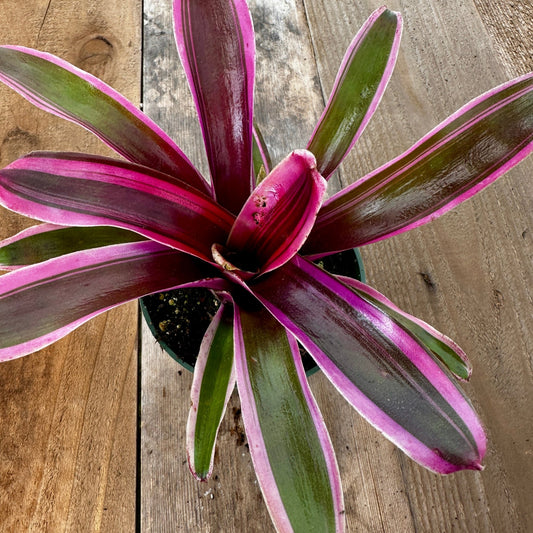 Mini Neoregelia 'Donger' - Rainforest Flora
