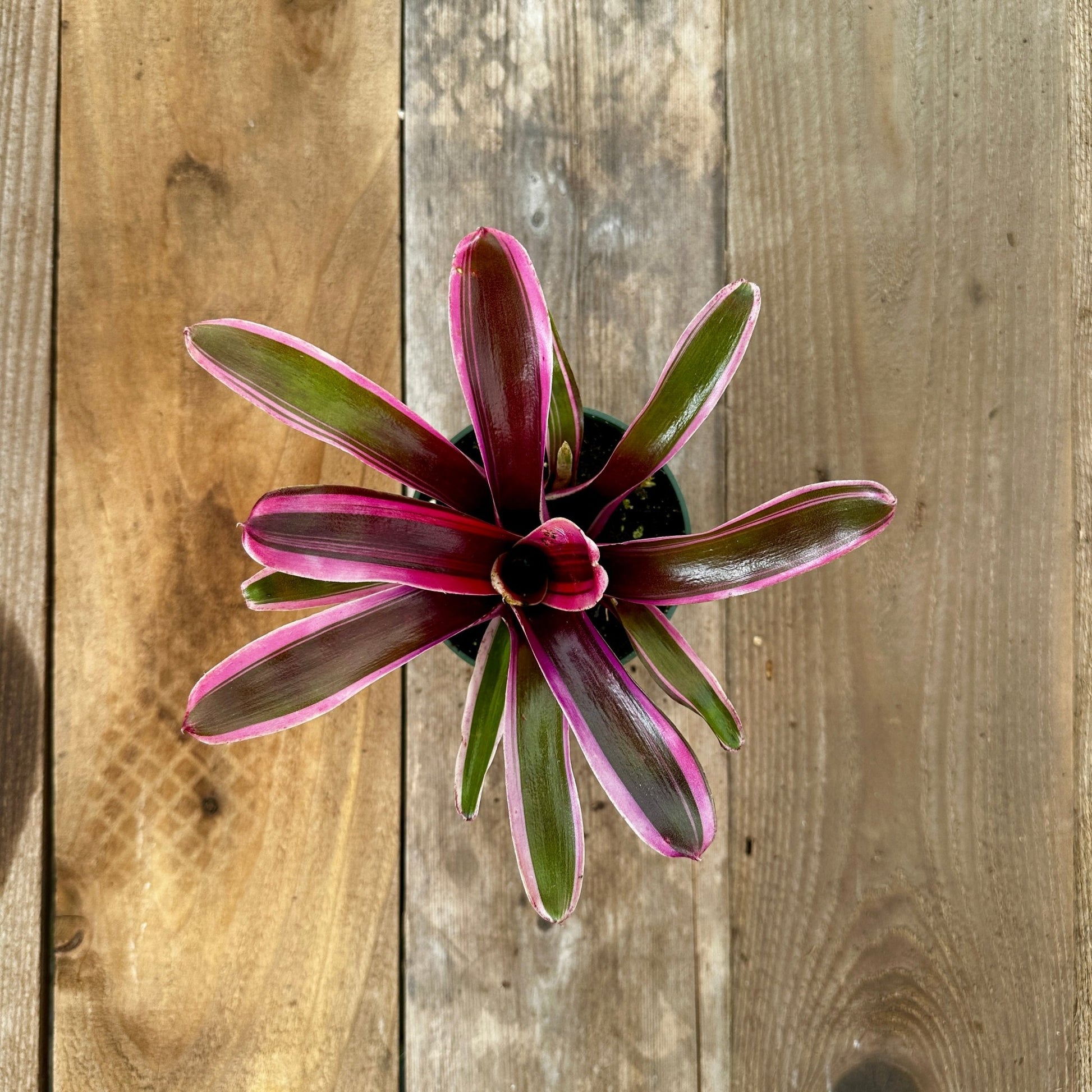 Mini Neoregelia 'Donger' - Rainforest Flora