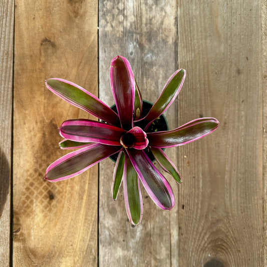 Mini Neoregelia 'Donger' - Rainforest Flora