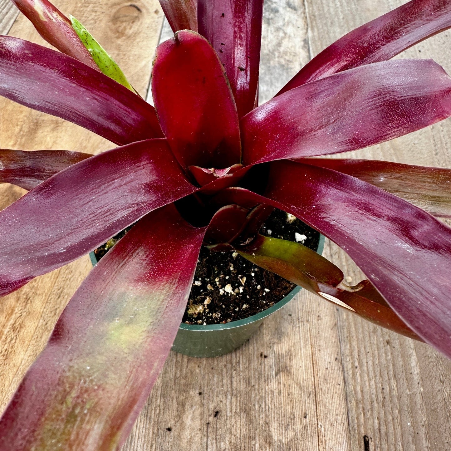 Mini Neoregelia 'Fireball' - Rainforest Flora