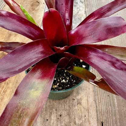 Mini Neoregelia 'Fireball' - Rainforest Flora