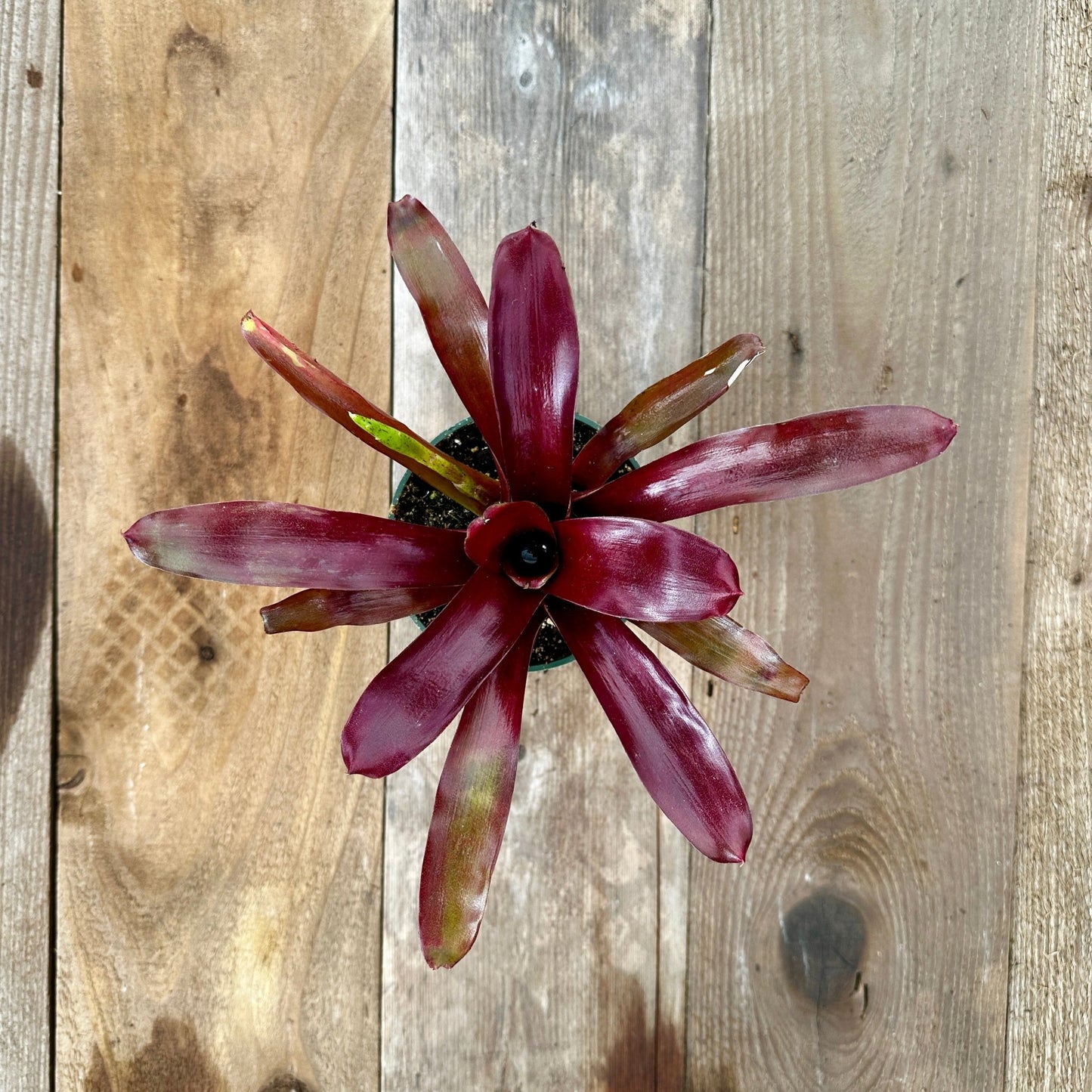 Mini Neoregelia 'Fireball' - Rainforest Flora