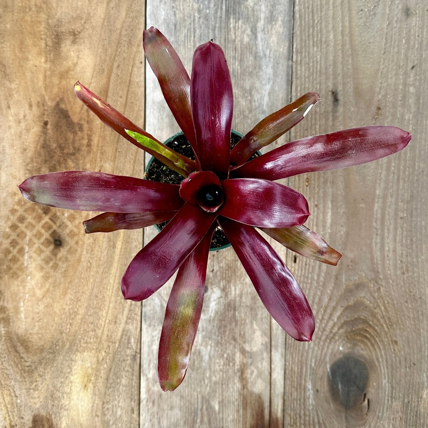 Mini Neoregelia 'Fireball' - Rainforest Flora