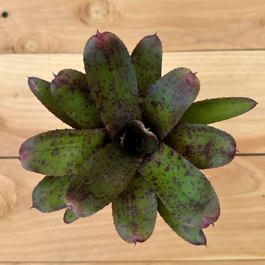 Mini Neoregelia ‘Flirtation’ (N. punctatissima ‘Rubra’ x N. ‘Meyendorffii’) - Rainforest Flora