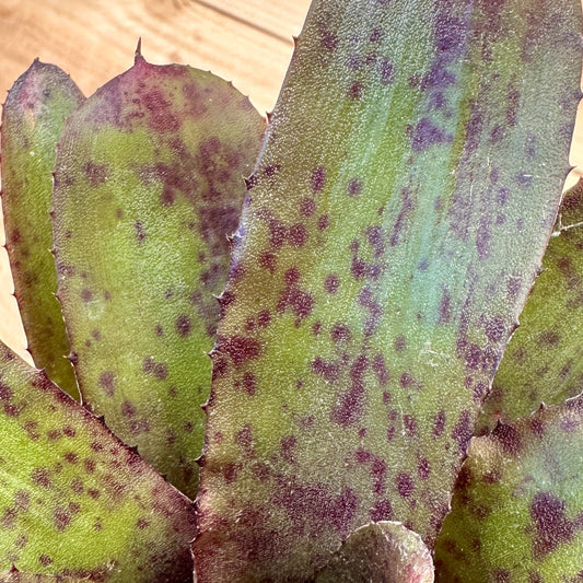 Mini Neoregelia ‘Flirtation’ (N. punctatissima ‘Rubra’ x N. ‘Meyendorffii’) - Rainforest Flora