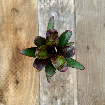 Mini Neoregelia 'Focus' (N. 'Fairy Plum' x N. 'Fairy Tale') - Rainforest Flora