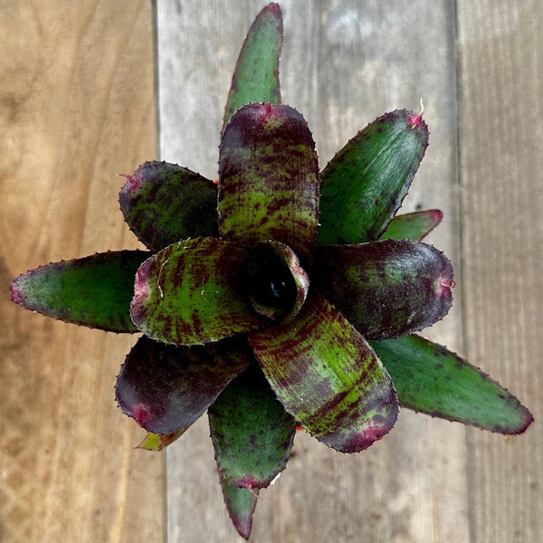 Mini Neoregelia 'Focus' (N. 'Fairy Plum' x N. 'Fairy Tale ...