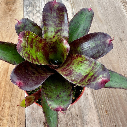 Mini Neoregelia 'Focus' (N. 'Fairy Plum' x N. 'Fairy Tale') - Rainforest Flora