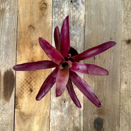 Mini Neoregelia 'Granada' (N. 'Fireball' x N. princeps) - Rainforest Flora
