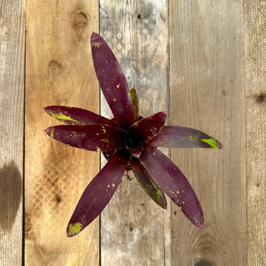 Mini Neoregelia 'Gympie Fantasy' (N. 'Satsuma' x N. 'Little Dazzler') - Rainforest Flora