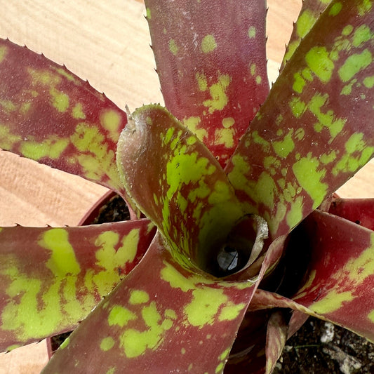 Mini Neoregelia ‘Gympie Goldilocks’ (N. ‘Satsuma’ x N. ‘Little Dazzler) - Rainforest Flora