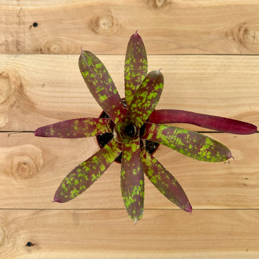 Mini Neoregelia ‘Gympie Goldilocks’ (N. ‘Satsuma’ x N. ‘Little Dazzler) - Rainforest Flora