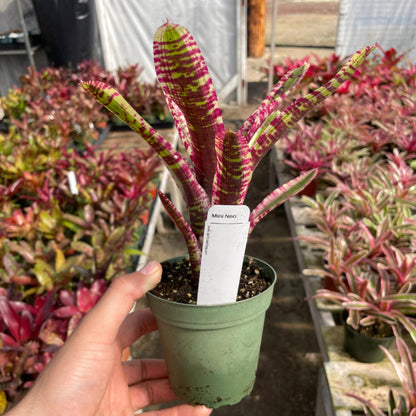 Mini Neoregelia 'Harpo' - Rainforest Flora