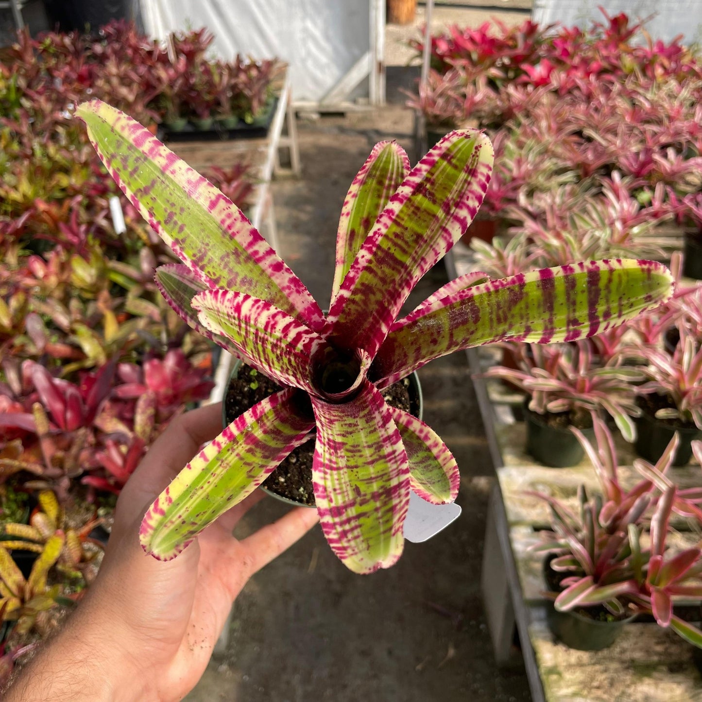 Mini Neoregelia 'Harpo' - Rainforest Flora