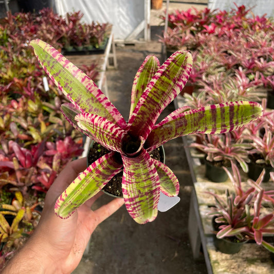 Mini Neoregelia 'Harpo' - Rainforest Flora