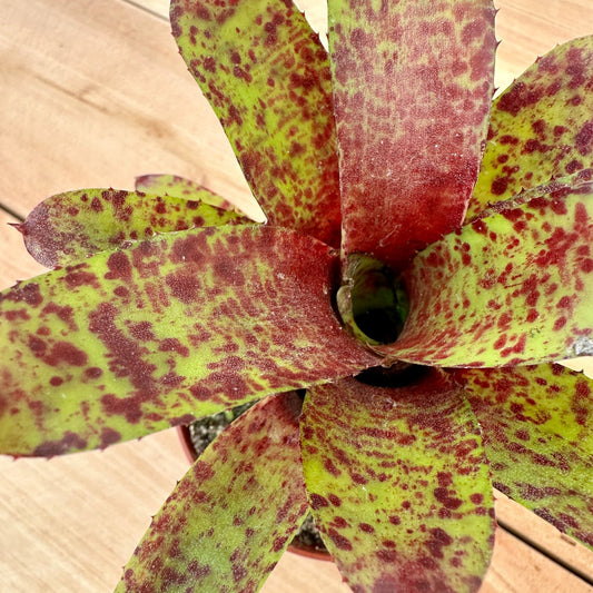Mini Neoregelia ‘Little Jewel’ (N. lilliputiana x N. olens ‘Marie’) - Rainforest Flora