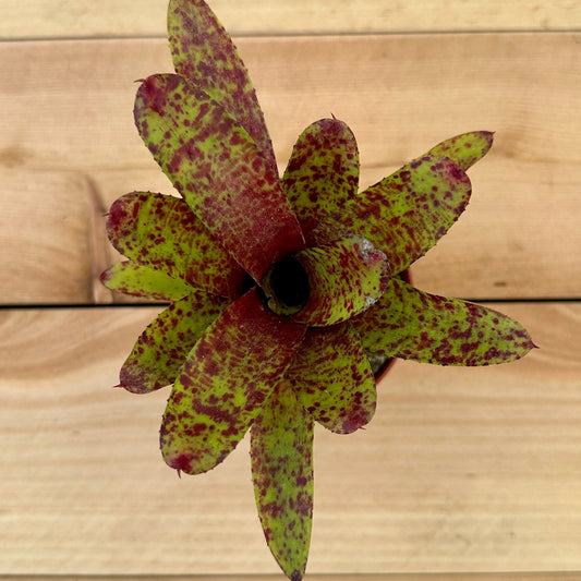 Mini Neoregelia ‘Little Jewel’ (N. lilliputiana x N. olens ‘Marie’) - Rainforest Flora