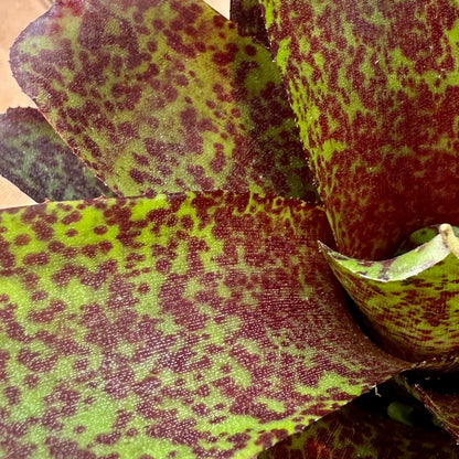 Mini Neoregelia ‘Mo Peppa Please’ (N. ‘Angel Face’ x N. ampullacea ‘Midget’) - Rainforest Flora