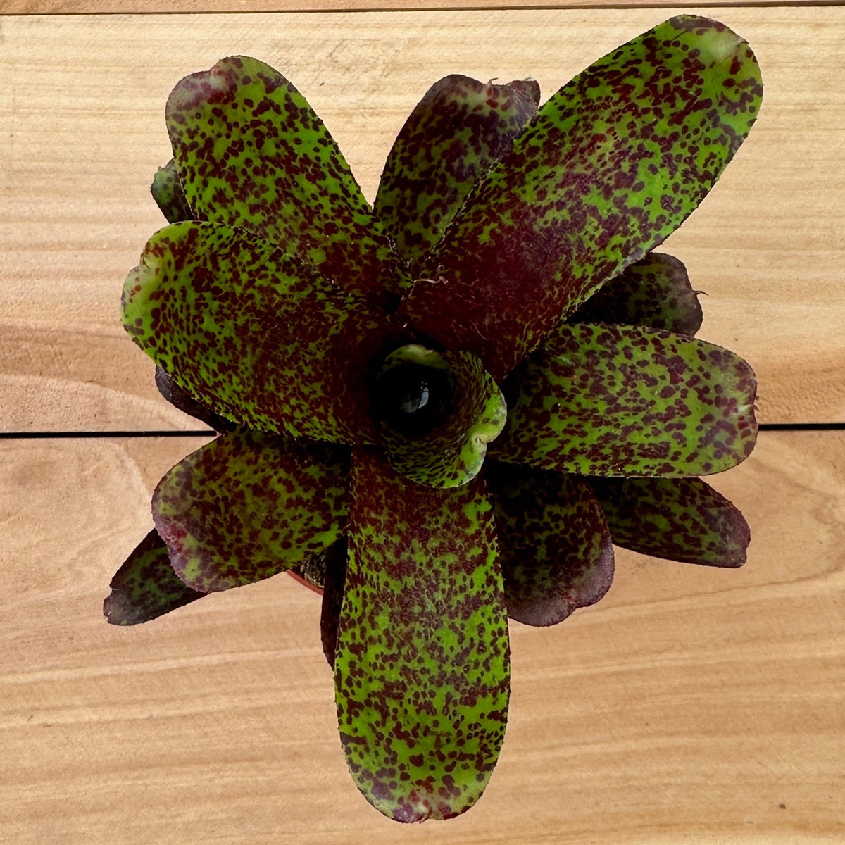 Mini Neoregelia ‘Mo Peppa Please’ (N. ‘Angel Face’ x N. ampullacea ‘Midget’) - Rainforest Flora